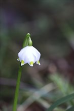 Spring snowdrop (Leucojum vernum), March snowdrop, March bell, large snowdrop. Amaryllis family