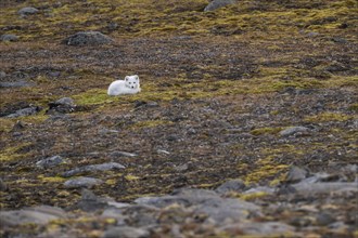 Lying Arctic fox (Vulpes lagopus) in winter coat, Straumsland, Spitsbergen, Svalbard, Norway,