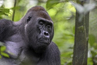 Western lowland gorilla (Gorilla gorilla gorilla) with closed eyes, male, silverback, Baï-Hokou,