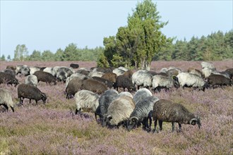 Heidschnucken (Ovis aries), herd in the blooming heathland, Südheide Nature Park, Lüneburg Heath,