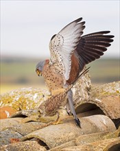 Lesser kestrel (Falco naumanni) male, female, pair, mating, courtship, Toledo, Spain, Europe