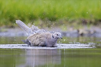 Eurasian collared dove (Streptopelia decaocto) bathing in shallow water of pond