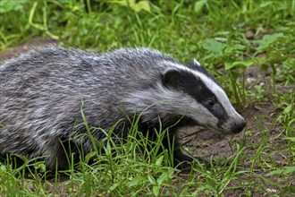 European badger (Meles meles), close-up of four months old cub foraging in undergrowth of forest in