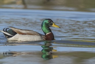 Male mallard duck (Anas platyrhynchos) swimming on a river in spring. Bas Rhin, Alsace, France,