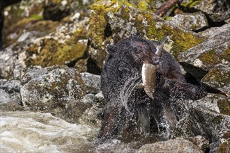 American Black Bear (Ursus americanus) catching salmon in the water, Southeast Alaska, Alaska, USA,