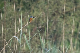 Common kingfisher (Alcedo atthis) on a reed in a quiet, green natural environment, Hesse, Germany,