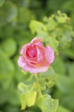 Close-up of a pink rose blossom (Rosa) with water droplets, surrounded by green leaves, Ternitz,