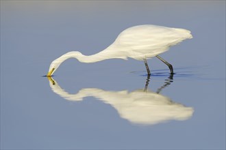 Great White Egret (Ardea alba, Casmerodius albus, Egretta alba) hunting, mirror image, Florida,