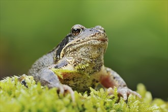 Common frog (Rana temporaria), North Rhine-Westphalia, Germany, Europe