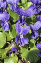 Wood violet (Viola odorata), North Rhine-Westphalia, Germany, Europe