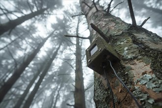 Wildlife camera, wildlife camera for observing wild animals fixed to a tree trunk in a forest, AI