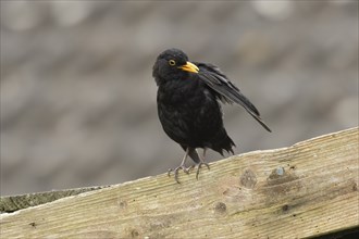 European blackbird (Turdus merula) adult male bird preening on an urban garden shed, England,