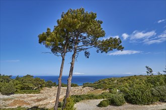 Two towering trees in front of an ancient ruins landscape under a blue sky, Kamiros, Archaeological