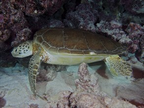 Hawksbill sea turtle (Eretmochelys imbricata imbricata) resting on the seabed at night next to