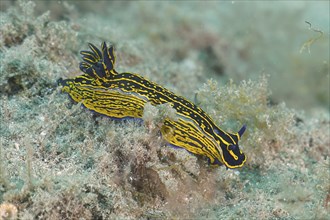 A yellow-violet striped star snail (Felimare Picta) under water. Dive site El Cabron marine