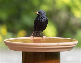 Common starling (Sturnus vulgaris) standing on a bird bath, Lower Saxony, Germany, Europe