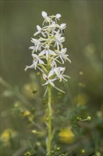 Lesser butterfly-orchid (Platanthera bifolia), Emsland, Lower Saxony, Germany, Europe