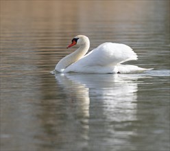 Mute swan (Cygnus olor) swimming in an imposing pose on a pond, Thuringia, Germany, Europe