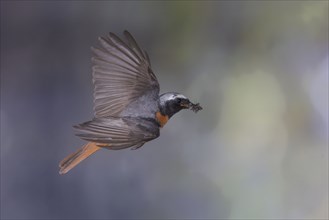 Common redstart (Phoenicurus phoenicurus), male approaching the nest with food in his beak, North