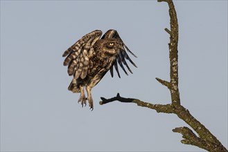 Little owl (Athene noctua), Emsland, Lower Saxony, Germany, Europe