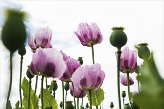 Opium poppy (Papaver somniferum), opium poppy field, Erlenbach, near Heilbronn, Baden-Württemberg,