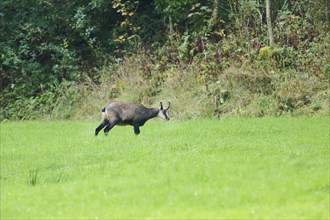 Chamois (Rupicapra rupicapra) standing a green field with trees and dense foliage in the