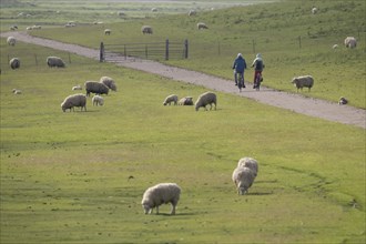 Cyclists and sheep on the dyke, Hauke-Haien-Koog, North Frisia, Schleswig-Holstein, Germany, Europe