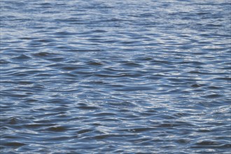 Sea surface, waves, North Frisia, Schleswig-Holstein, Germany, Europe