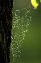 Spider web on oak trunk in backlight, Rosensteinpark, Stuttgart, Baden-Württemberg