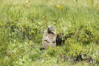 Alpine marmot (Marmota marmota), Allgäu Alps, Allgäu, Bavaria, Germany, Europe