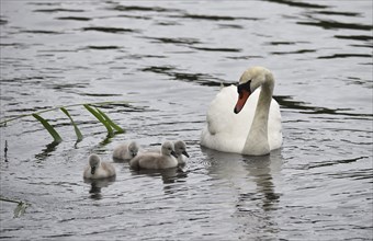 Mute swan (Cygnus olor) offspring, chick, Schleswig-Holstein, Germany, Europe