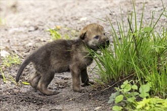 A puppy nibbles on a tuft of grass and explores its surroundings, European grey gray wolf (Canis