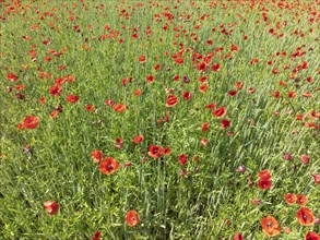 Aerial view, top down view of a corn field with poppy flower (Papaver rhoeas), full size, in full