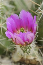 Hedgehog cactus (Echinocereus enneacanthus), flower, native to North America