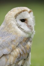 Barn owl (Tyto alba), portrait, captive, North Rhine-Westphalia, Germany, Europe