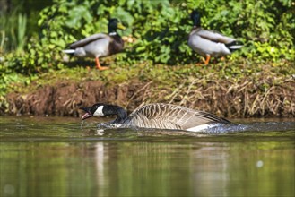 Canada Goose, Branta canadensis, bird on water