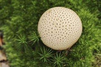 Common earthball (Scleroderma citrinum), De Hoge Veluwe National Park, Gelderland, Netherlands