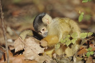 Black-capped squirrel monkey (Saimiri boliviensis), juvenile, captive, occurrence in South America