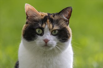 Cat, European Shorthair, domestic cat (Felis catus), tricoloured, portrait, Baden-Württemberg,