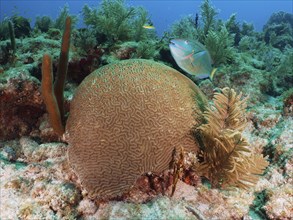 A lively underwater scene with a prominent Brain coral (Diploria labyrinthiformis) and a stoplight