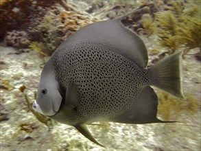 Gray angelfish (Pomacanthus arcuatus), dive site John Pennekamp Coral Reef State Park, Key Largo,