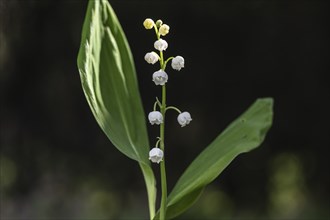 Lily of the valley (Convallaria majalis), Emsland, Lower Saxony, Germany, Europe