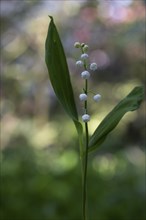 Lily of the valley (Convallaria majalis), Emsland, Lower Saxony, Germany, Europe