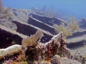 Wreck of the Benwood, overgrown with soft corals and hard corals. Dive site John Pennekamp Coral