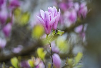 Magnolias (Magnolia) in bloom at Hohenheim Palace. Exotic and Botanical Garden of the University of