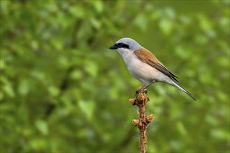 Red-backed shrike (Lanius collurio) adult male perched in pine tree at forest edge in spring