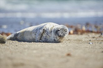 Close-up of harbor or harbour seal (Phoca vituliana vitulina) in spring (april) on Helgoland a