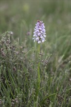 Southern marsh orchid (Dactylorhiza praetermissa), Emsland, Lower Saxony, Germany, Europe