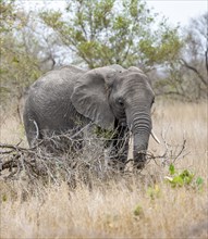 African elephant (Loxodonta africana), feeding in high dry grass, African savannah, Kruger National