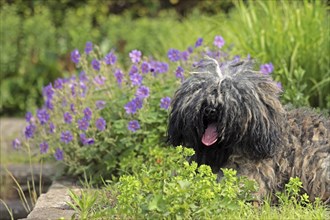 Puli, rare dog breed